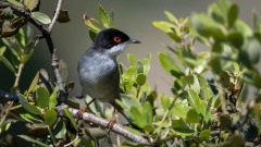 Sorthovedet sanger / Sardinia Warbler