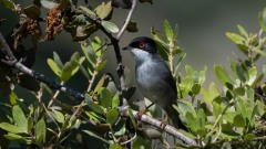 Sorthovedet sanger / Sardinia Warbler