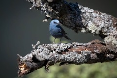 Blådrossel / Blue Rock Thrush