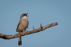 Brillesanger, Spectacled Warbler