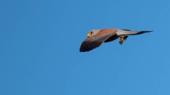 Lille Tårnfalk / Lesser Kestrel