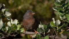 Provencesanger / Dartford Warbler