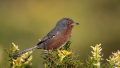 Provencesanger / Dartford Warbler