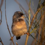 Brillesanger, Spectacled Warbler