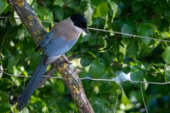 Blåskade / Azure-winged Magpie