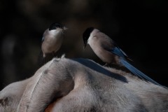 Blåskade / Azure-winged Magpie