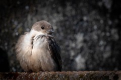 Klippesvale / Eurasian Crag Martin