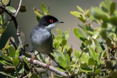 Sorthovedet sanger / Sardinia Warbler