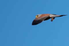 Lille Tårnfalk / Lesser Kestrel