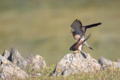 Lille Tårnfalk / Lesser Kestrel