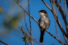 Sorthovedet sanger / Sardinia Warbler
