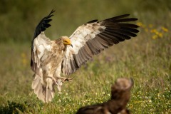 Ådselgrib / Egyptian Vulture