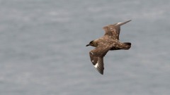 Storkjove