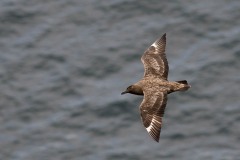 Storkjove