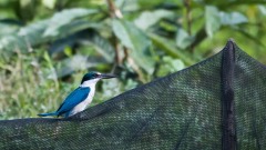 Grøn Isfugl / Collared Kingfisher