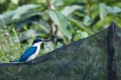 Grøn Isfugl / Collared Kingfisher
