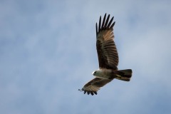 Brahmin Glente /  Brahminy Kite