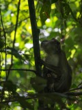 Javaabe / Long tailed Macaque