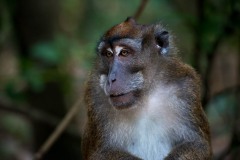 Javaabe / Long tailed Macaque