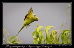 Alexanderparakit / Rose-ringed Parakeet