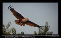 Brahmin Glente / Brahmin Kite