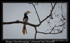 Broget Næsehornsfugl /  Oriental Pied Hornbill