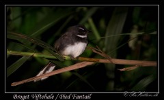 Broget Viftehale /  Pied Fantai