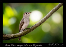Brun Fluesnapper / Asian Brown Flycatcher