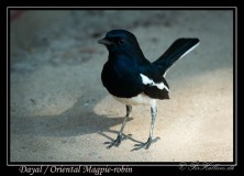 Dayal / Oriental Magpie-robin