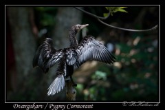 Dværgskarv, Pygmy Cormorant