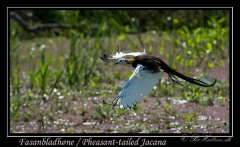 Fasanbladhøne / Pheasant-tailed Jacana