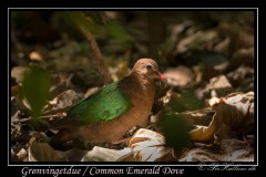 Grønvingetdue / Common Emerald Dove