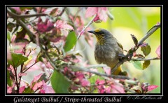 Gulstreget Bulbul /  Stripe-throated Bulbul