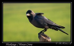 Huskrage / House Crow