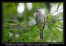 Hvidbrynet Bulbul / Yellow-vented Bulbul