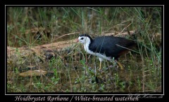 Hvidbrystet Rørhøne /  White-breasted waterhen