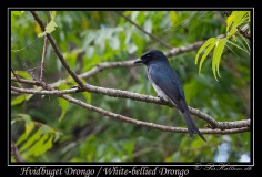Hvidbuget Drongo / Dicrurus caerulescen