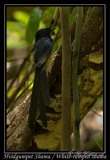 Sharma drossel / White-rumped shama