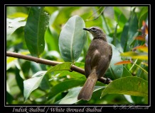 Indisk Bulbul /  White Browed Bulbul