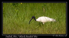 Indisk Ibis / Black-headed ibis