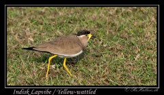 Indisk Lapvibe / Yellow-wattled lapwing