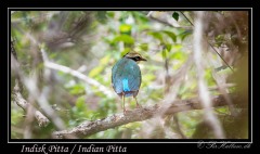 Indian Pitta / Indian Pitta