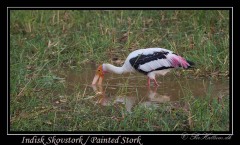 Indisk Skovstork / Painted Stork