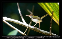Indisk Skrædderfugl / Common Tailorbird