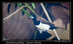 Javabronzefinke / Javan Munia