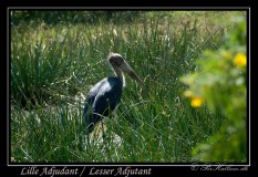Lille Adjudant / Lesser Adjutant