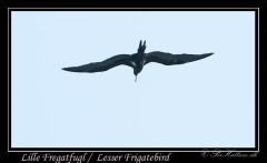 Fregatfugl / Frigatebird