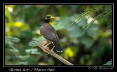 Maina stær / Common Hill Myna