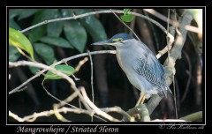 Mangrovehejre / Striated Heron