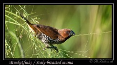 Muskatfinke / Scaly-breasted munia